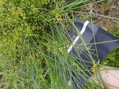 Juncus coriaceus