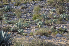 Agave