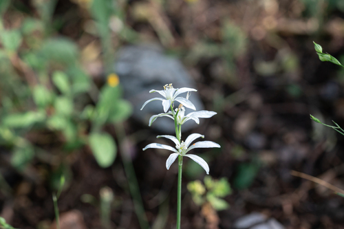 Gussone's Star-of-Bethlehem (Ornithogalum gussonei)