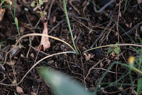 Ornithogalum gussonei, photograph 2