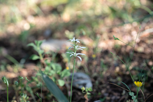 Ornithogalum gussonei, photograph 1