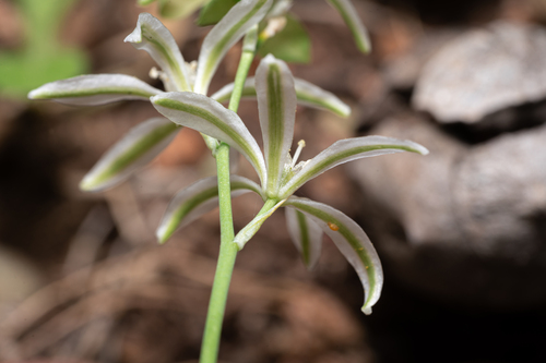 Ornithogalum gussonei, photograph 4