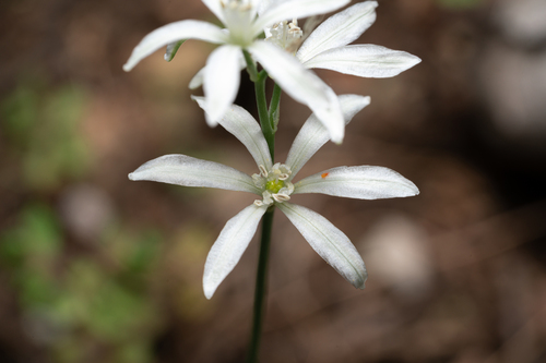 Ornithogalum gussonei, photograph 3