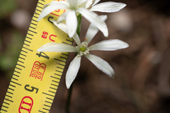 Ornithogalum gussonei, photograph (c) Eleftherios Katsillis, some rights reserved (CC BY)