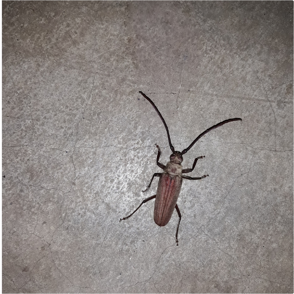 Nepiodes terminalis