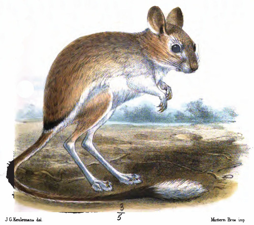 Arabian Jerboa (Jaculus loftusi) — Data Deficient Mammalia