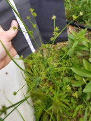 Juncus nodosus