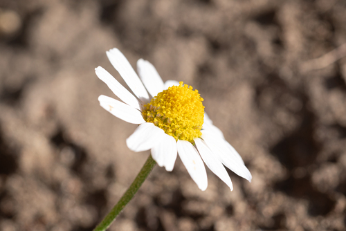 Large-eared Chamomile (Anthemis macrotis)