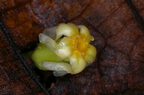 Attenuate Tabernaemontana (Tabernaemontana attenuata)