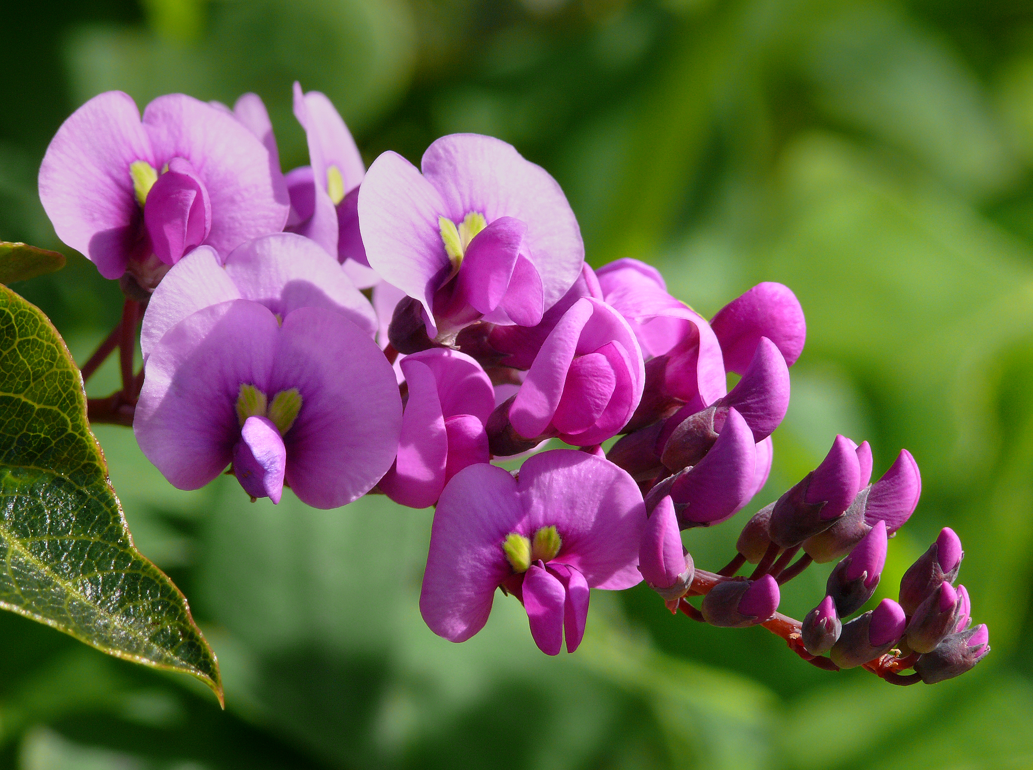 Hardenbergia
