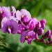 Hardenbergia - Photo (c) James Gaither, some rights reserved (CC BY-NC-ND)