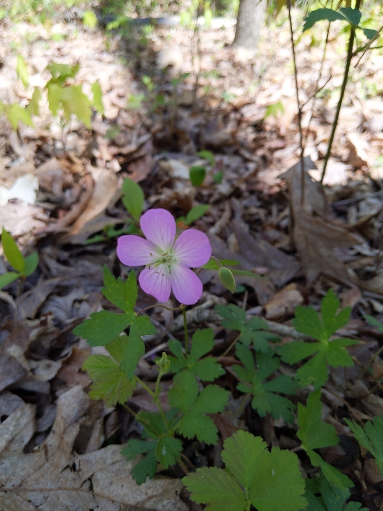 wild geranium from Athens Township, OH, USA on April 25, 2024 at 01:49 ...