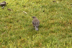 Cinclodes antarcticus