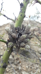 Tillandsia pedicellata
