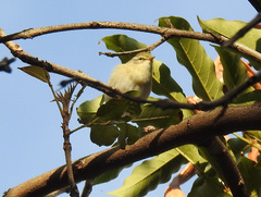 Phylloscopus trochilus