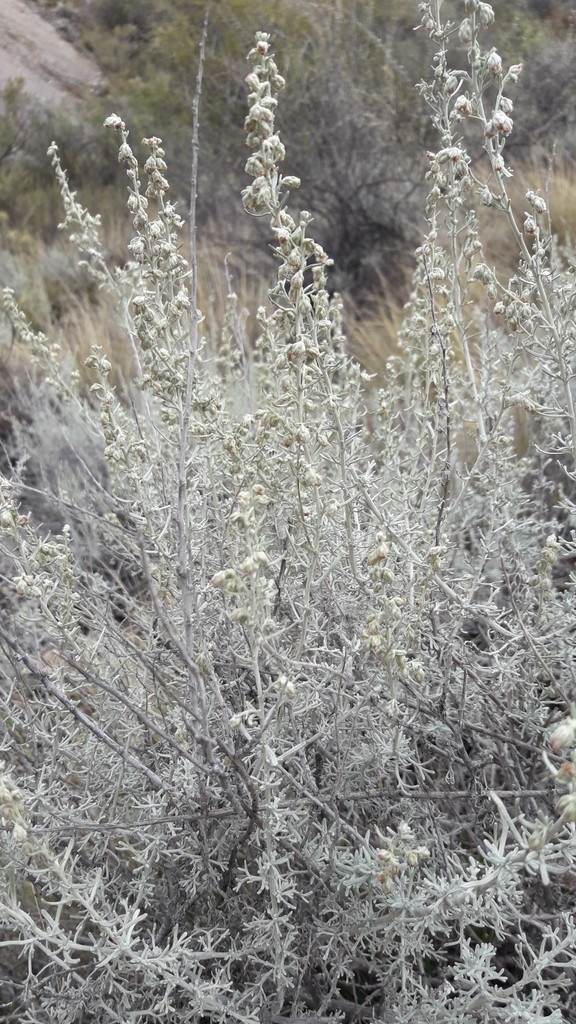 Artemisia mendozana