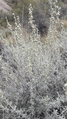 Artemisia mendozana