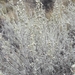 Artemisia mendozana - Photo (c) Benjamin Bender, alguns direitos reservados (CC BY-NC), uploaded by Benjamin Bender