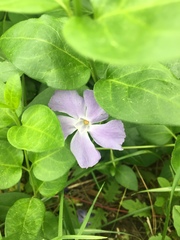 Vinca major