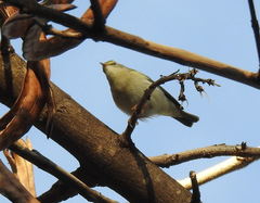 Phylloscopus trochilus