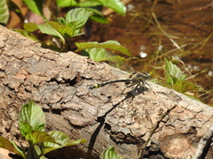 Phanogomphus kurilis