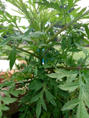 Cosmos caudatus