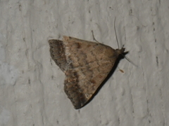 Tetanolita palligera