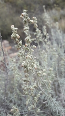 Artemisia mendozana