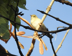 Phylloscopus trochilus