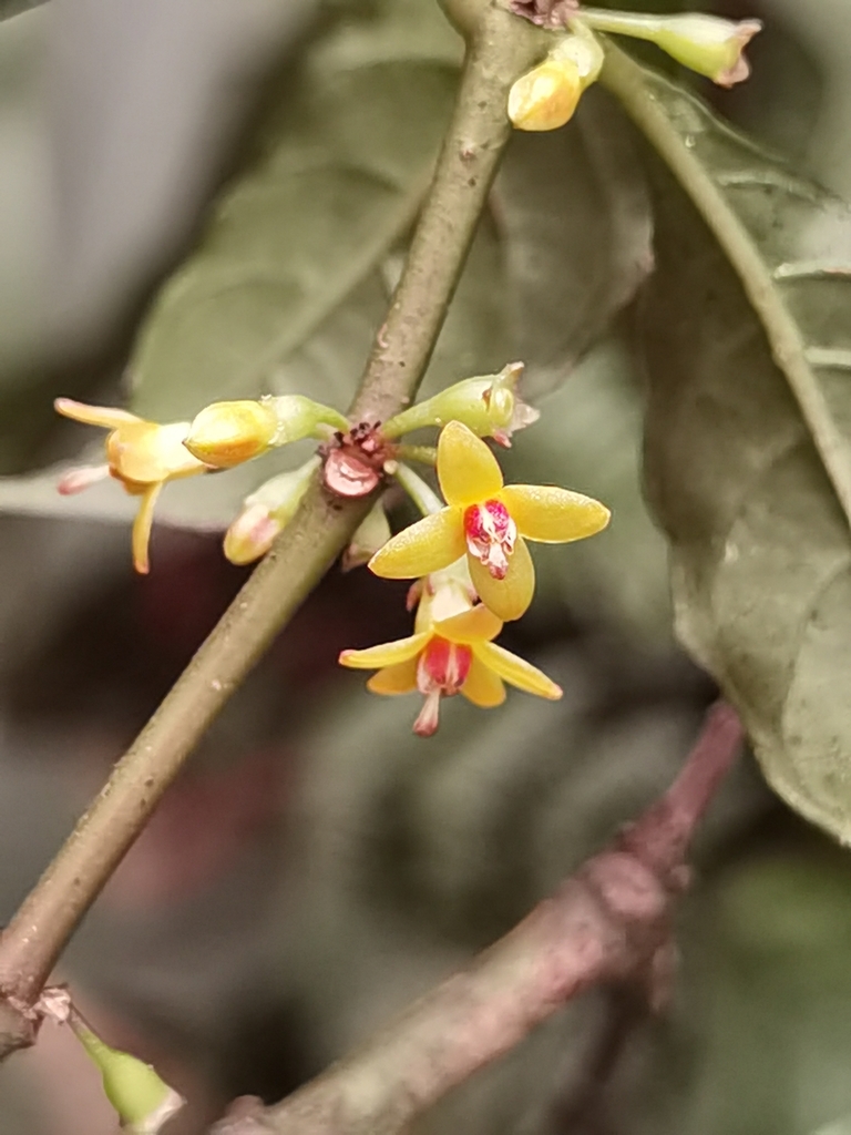 Hoffmannia psychotriifolia