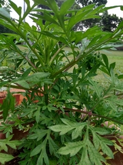 Cosmos caudatus
