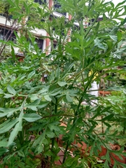 Cosmos caudatus