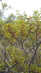 Larrea cuneifolia