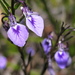 Pigea monopetala - Photo (c) Margaret Donald, alguns direitos reservados (CC BY-NC-ND)