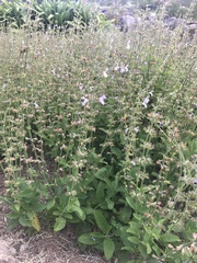 Salvia repens