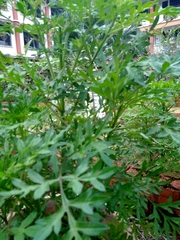 Cosmos caudatus