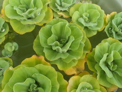 Pistia stratiotes