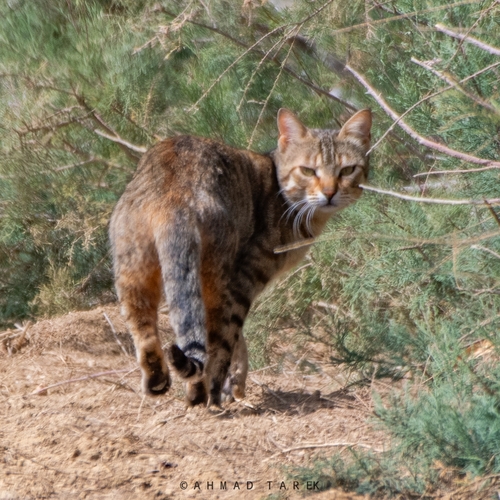 Domestic Cat