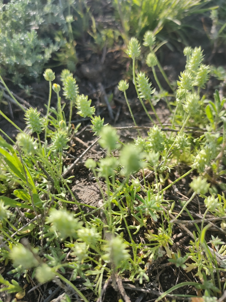 Curveseed Butterwort from Alginskiy, KZAT, KZ on April 25, 2024 at 04