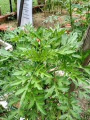 Cosmos caudatus