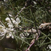Dagger Hakea - Photo (c) Nuytsia@Tas, some rights reserved (CC BY-NC-SA)