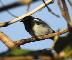 Melaniparus albiventris
