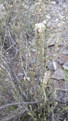 Acantholippia seriphioides