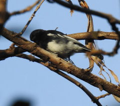 Melaniparus albiventris