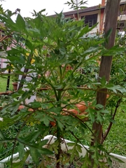 Cosmos caudatus