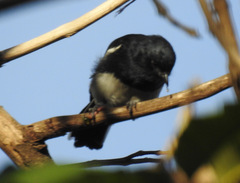 Melaniparus albiventris