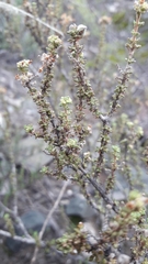 Acantholippia seriphioides