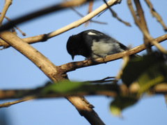 Melaniparus albiventris