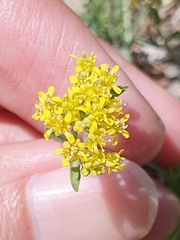 Mehdi Chetibi, CC BY, iNaturalist via GBIF Odontarrhena serpyllifolia, photograph Mehdi Chetibi, CC BY, iNaturalist via GBIF