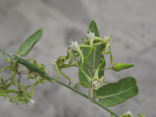 Oxypetalum alpinum